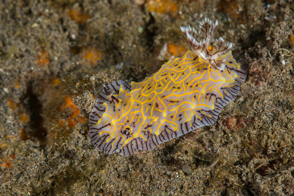 Willey’s Nudibranch