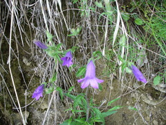Campanula sibirica