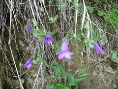 Campanula sibirica