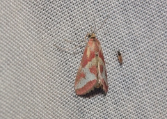 Noctueliopsis aridalis
