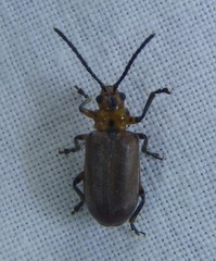 Poneridia semipullata