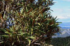 Olearia lacunosa
