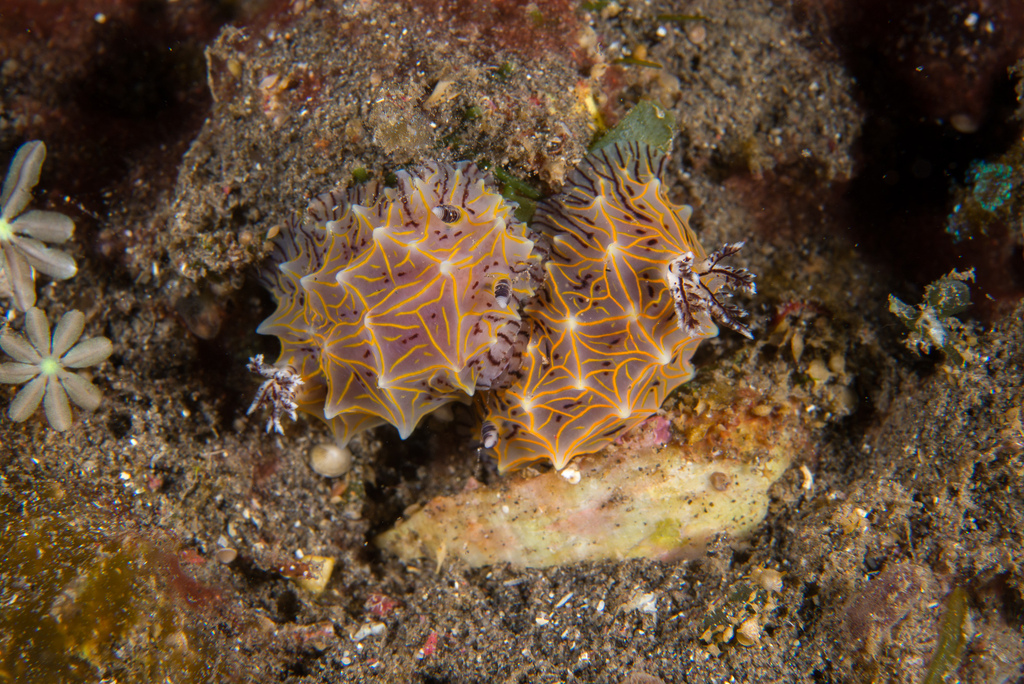 Willey’s Nudibranch