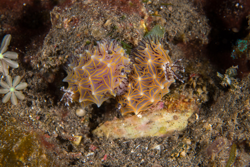 Willey’s Nudibranch (Halgerda willeyi)