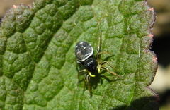 Heliophanus cupreus