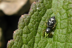 Heliophanus cupreus