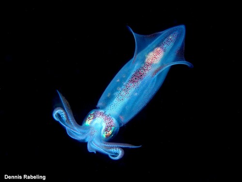 European Squid