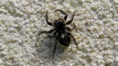 Pseudeuophrys erratica