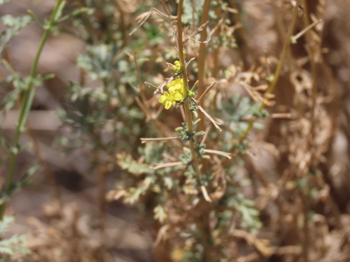 Descurainia bourgaeana image