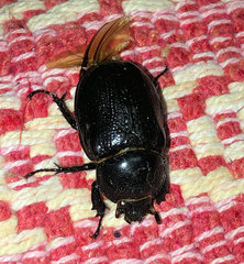 Cyphonistes vallatus