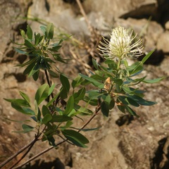 Oreocallis grandiflora
