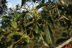 Nectandra