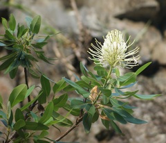 Oreocallis grandiflora