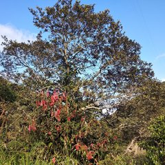 Nectandra