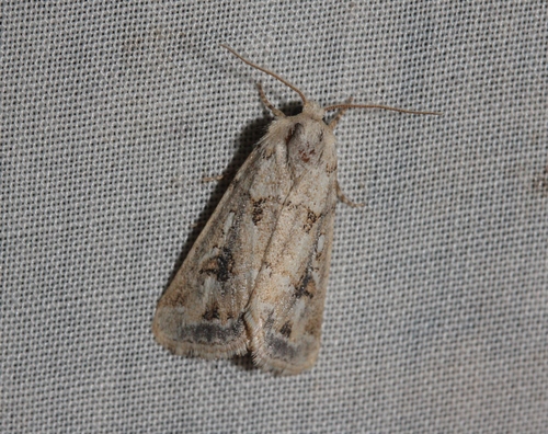 Escaria clauda