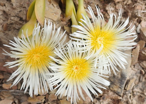Image of Mesembryanthemum tortuosum by (c) Nicola van Berkel, some rights reserved (CC BY-SA)