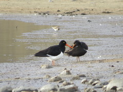 Haematopus leucopodus