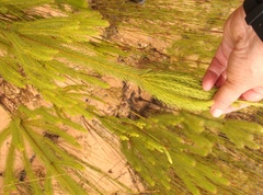 Leucadendron ericifolium