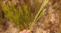 Leucadendron ericifolium