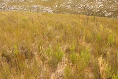 Leucadendron ericifolium