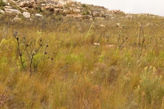 Leucadendron ericifolium