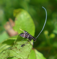 Adela septentrionella
