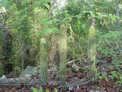 Pilosocereus