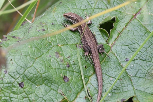 Carniolan lizard, photo 2 of 10