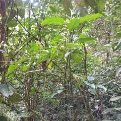 Palicourea caerulea