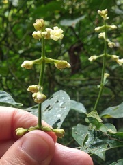 Palicourea caerulea