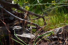 Utricularia dunlopii