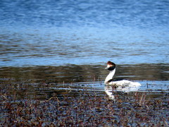 Podiceps gallardoi