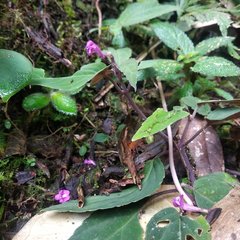 Scutellaria coccinea