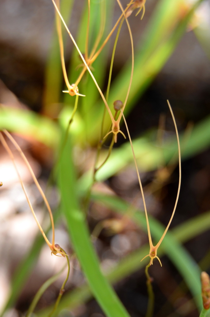 Utricularia dunlopii