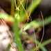 Utricularia dunlopii - Photo (c) Thilo Krueger, some rights reserved (CC BY), uploaded by Thilo Krueger