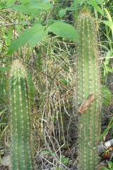 Pilosocereus