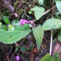 Scutellaria coccinea