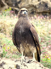 Daptrius albogularis