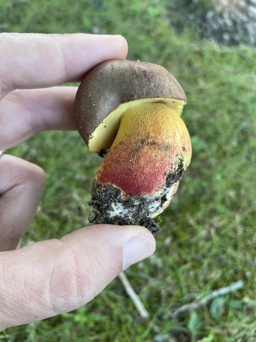 Boletus billieae