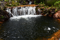 Utricularia dunlopii