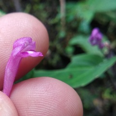 Scutellaria coccinea