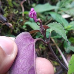 Scutellaria coccinea