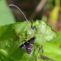 Adela septentrionella