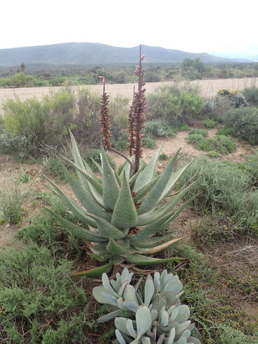 Aloe ferox