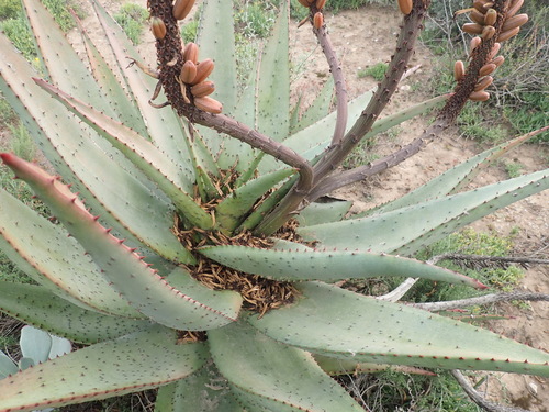 Aloe ferox