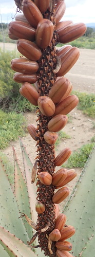 Aloe ferox