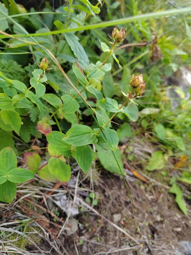 Hypericum bithynicum, photograph 3