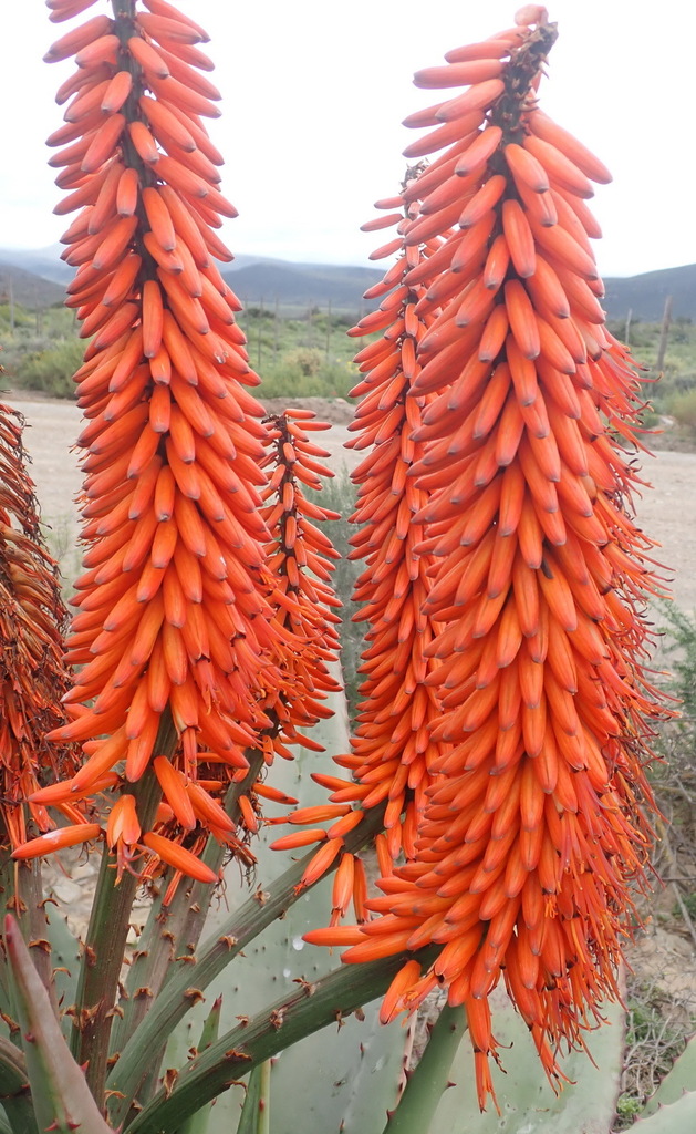 Cape Aloe from Heimersrivier Rd to De Rust, Garden Route District ...