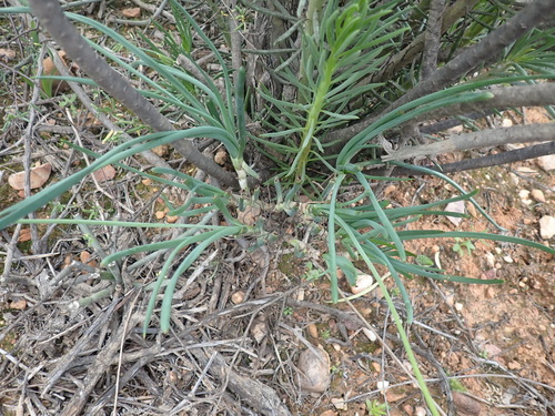 Bulbine triebneri