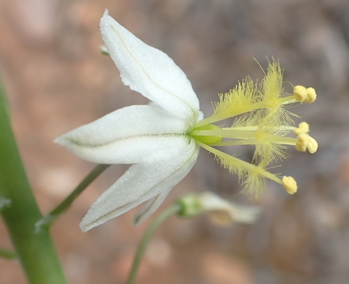 Bulbine triebneri